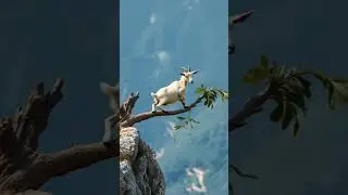 Gravity Defying Goat: Goat Climbing ⛰️🐐 #shorts #shortvideo #mountaingoat #goatclimbing #animallover
