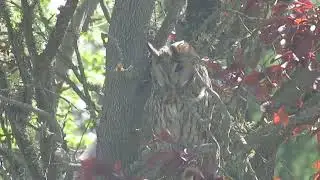 Macho de b&uacute;ho chico (Asio otus) cantando