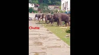 kandy eliphant##chutte