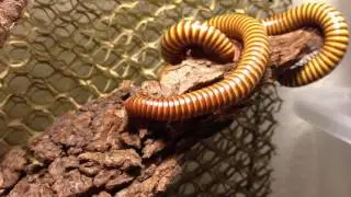 Gold Millipede for Sale