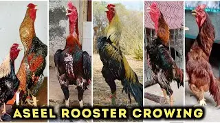Aseel Murga Ki Awaaz- Rooster crowing sounds Effect || Haseeb Chishti