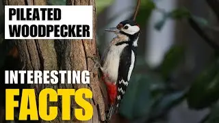 What Are the Most Interesting Facts About Pileated Woodpecker? | Interesting Facts | The Beast World