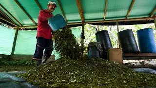 La Colombie bat des records de production de coca et de coca&iuml;ne