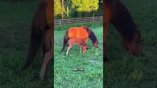Introducing my baby mini horse to his mini donkey aunties! #farmanimals #minidonkey #donkey #horse