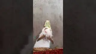 rabbits go to your head #halloween #rabbit #trending #fyp #viral #misosoup