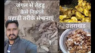 जंगल मैं तेहडू कैसे निकालते है उत्तराखंड || tedu kaise banate hai || pahadi food tedu