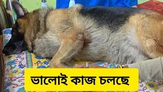 ভালোই কাজ চলছে ☺️ || German Shepherd Paws care 🐾🐾🐾 || dog video 