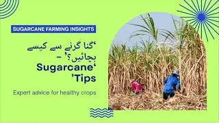 How to Protect Sugarcane Crop from Lodging | Best Farming Tips