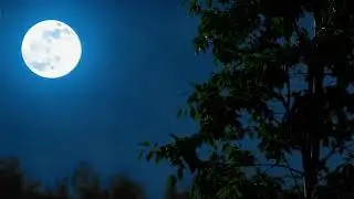 Moonlit Forest Night | Calm Nature Sounds & Dark Ambience | Relaxing Night Forest Ambience