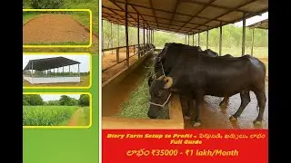 Diary Farm Setup to Profit &ndash; పెట్టుబడి, ఖర్చులు, లాభం Full Guide #baddamsfarmfresh #softwarefarmer