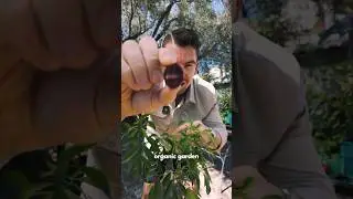 Purple Tomato Reality Check &ndash; 2 Years Later #gardening #tomatogrowing #purpletomato