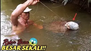 REKOR BESAR!! AMUKAN BULUS MONSTER BERUMUR RATUSAN TAHUN