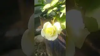 white rose symbol of purity ❣️
