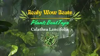 Calathea Lancifolia /Realy Wow Beats / Plants Beat Tape