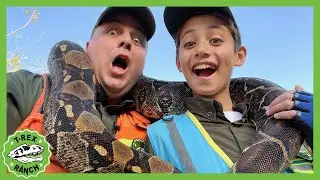 Reptacular Ranch | T-rex | Moonbug Kids Dinosaur Animal Show!