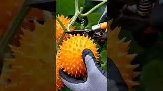 Kiwano &mdash; Cool Horned Melon#Kiwano #HornedMelon #SpikyFruit #CoolingSnack #SummerFruit #Foodie #AI