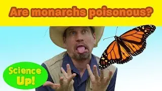 Monarch Q & A: Are they Poisonous?