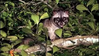 Common Palm Civet: Singapore Nature