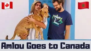 Why I Left Canada to Live in Morocco, Royal Air Maroc, Bringing a Dog to Canada From Morocco