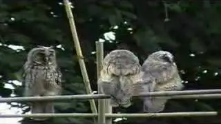 Long-eared owl chicks /Ransuil. Two young ones and...mother?