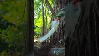 white #pecock how nice this is 🥰😍😍🦚🦚#peacock #peacockdance #peacockbass