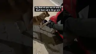 Dog & cat #viral #cat #comedyvideos #funnyshorts #shortvideo #pets