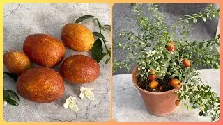 Микроцитрус Блад лайм. Australian Blood Lime \ Red Center Lime.