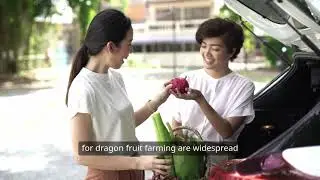 Dragon Fruit Farming in Africa and South Africa Training and information video