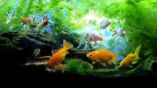金魚水槽、落ち着く１時間