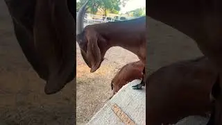 #cabritoz #animals #farming #comedy #trending #humor #youtubeshorts #shortsvideo #music #pets #love