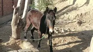 Hinnies and mules farm #horsefarms #mules