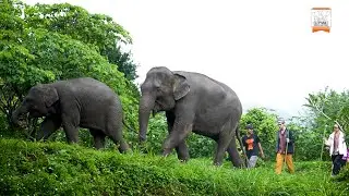 WALK WITH ELEPHANTS