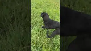 &ldquo;Train Your Dog to Come Every Time with a Whistle | Recall Mastery Step-by-Step Guide&rdquo;
