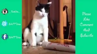 Ultimate ★CAT VS  CUCUMBER Vine Compilation★ 2015   Pt  1 Cat Vs  Cucumber Vines