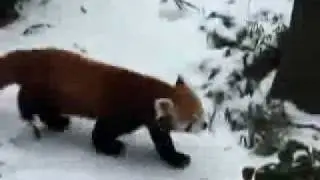 Red Panda Conservation Project