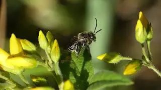 Macropis europaea ♂ (Melittidae-Hymenoptera) Petite pose toilettage 2018
