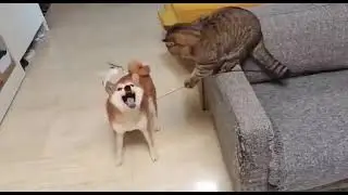 Funny Cat Teases Dog With Toy On A String