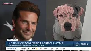Local rescue now caring for neglected dog named 