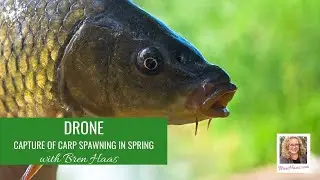 Drone Capture Carp Spawning in Spring