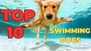 Top 10 Best Swimming Dogs