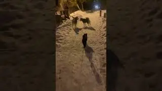 Ездовой кот #huskyvideo #huskyvlog #siberianhusky #huskylove #ilovemydog #ездовойспорт #сибирскийхас