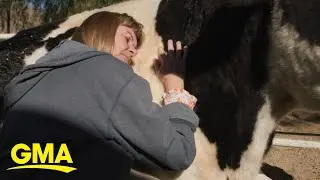 Improving mental health by participating in &lsquo;cow therapy&rsquo; | GMA