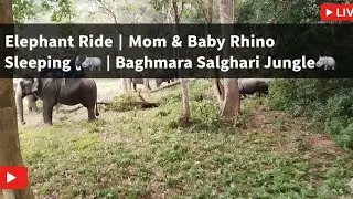 Elephant Ride | Mom & Baby Rhino Sleeping 🦏🐘 | Baghmara Salghari Jungle