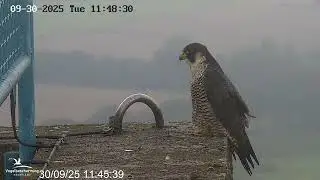 2025 09 30 Ongeringde slechtvalk op de Morteltoren