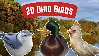 Common Birds In Ohio | 20 Sensational Bird Species