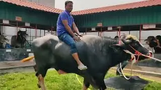 Ride on Buffalo #niliravibuffalo