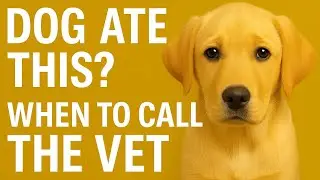 Dog Ate Chocolate, Plastic or Soap? When to Call the Vet &mdash; Symptoms & Emergency Tips
