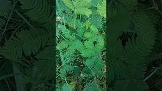 Incredible Response 🥰 Amazing Nature #amazing #satisfying