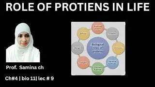 “Functions of Proteins | Role of Proteins in the Body | Biology Class 11”