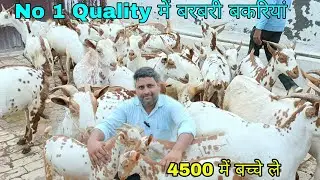 No 1 Quality Barbari Goats & Kids available for sale